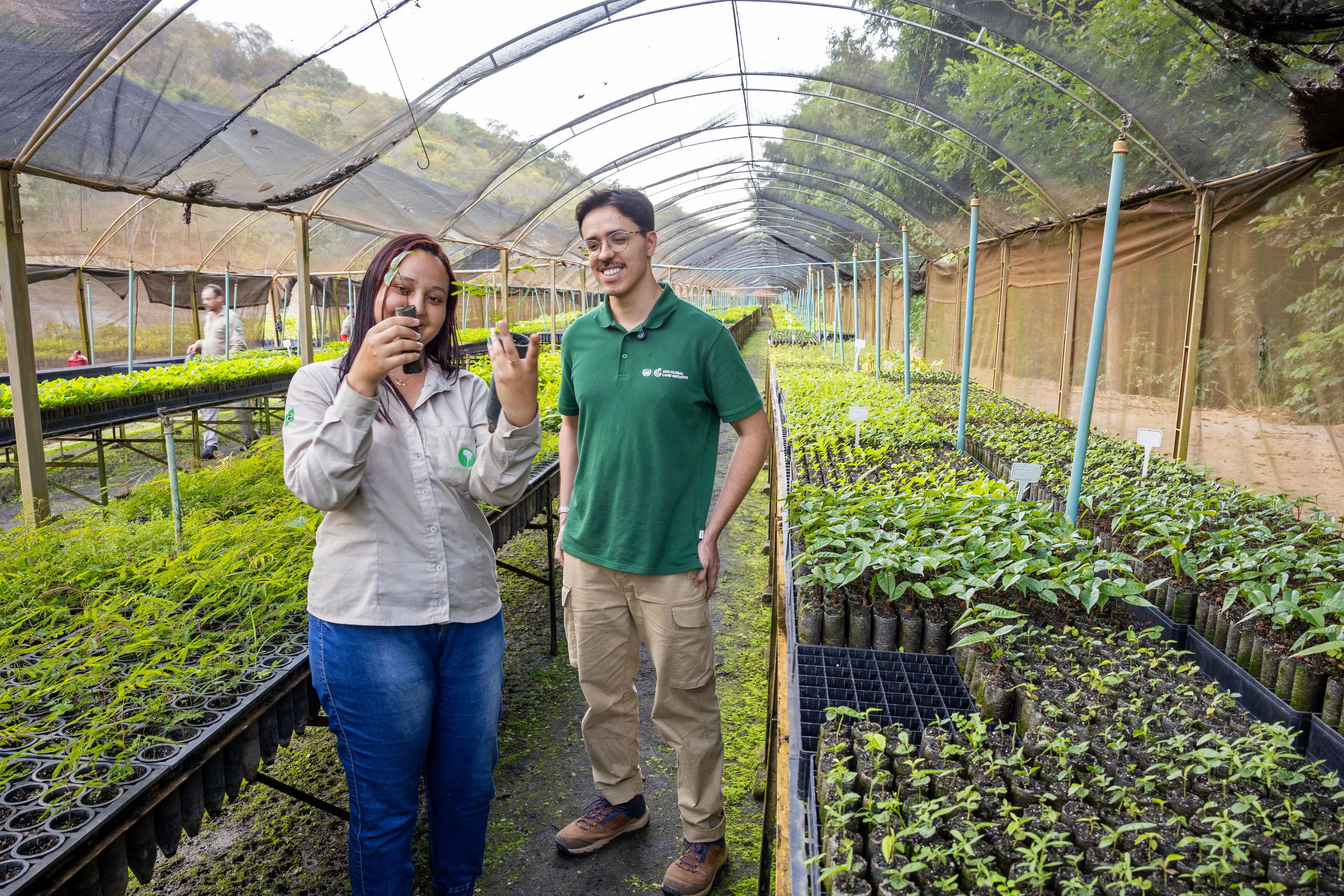 Tree saplings in Brazil